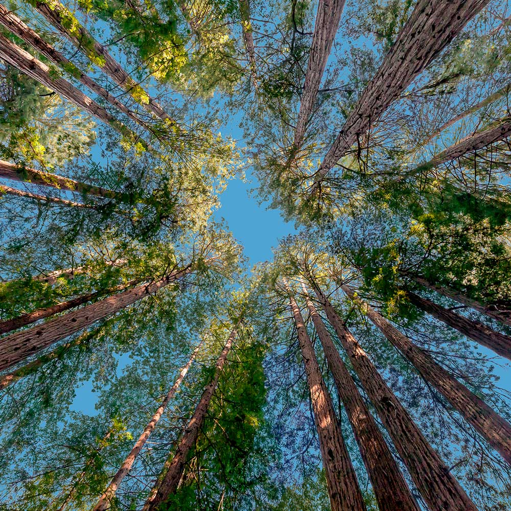 Sequoia Pettenati